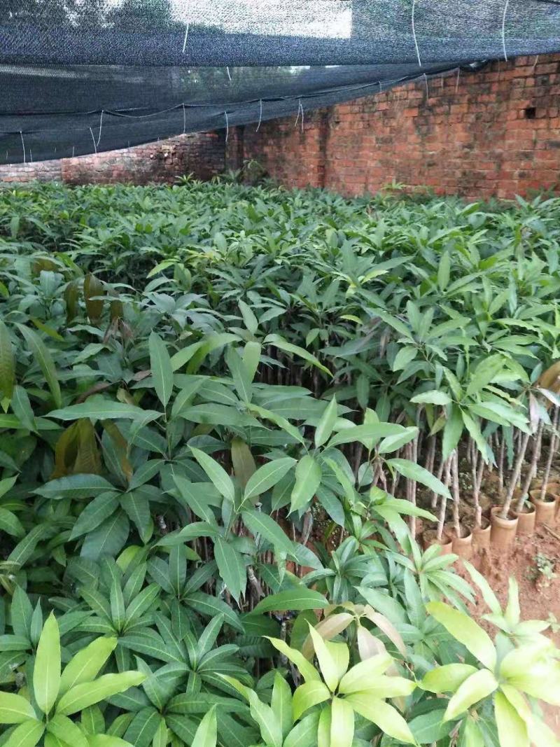 芒果杯苗，台农金煌移植杯苗高度嫁接口25公分以上