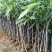 芒果杯苗，台农金煌移植杯苗高度嫁接口25公分以上