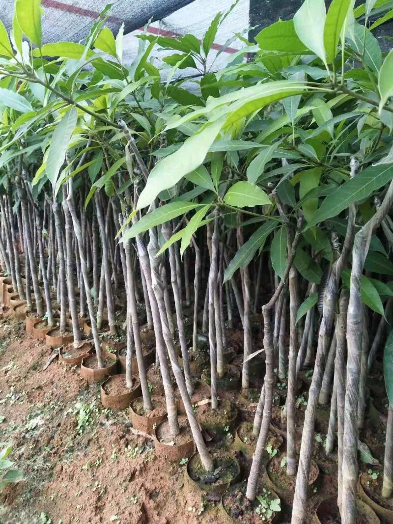 芒果杯苗，台农金煌移植杯苗高度嫁接口25公分以上