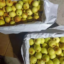 鞍山特产花盖梨酸甜可口皮薄多汁