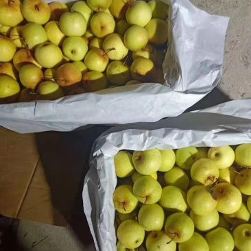 鞍山特产花盖梨酸甜可口皮薄多汁