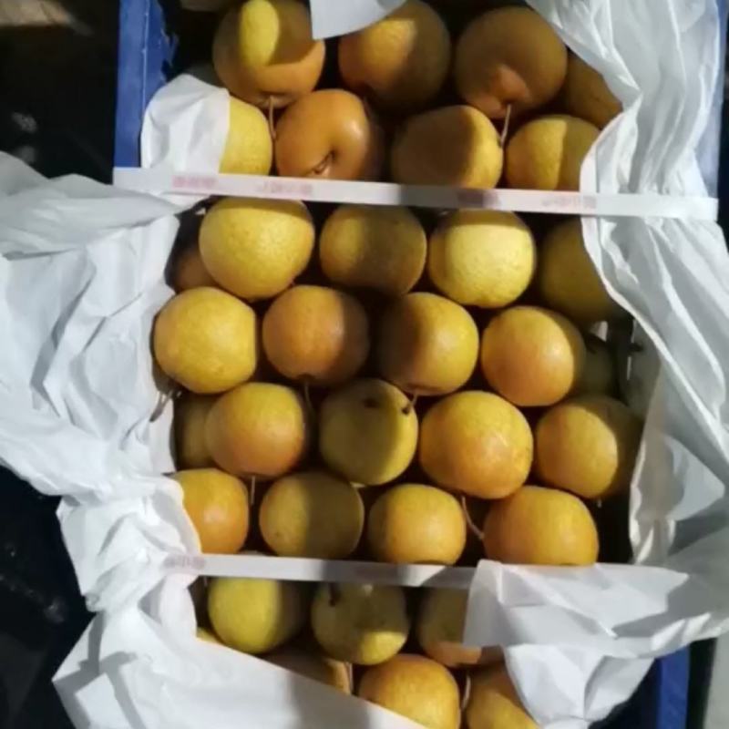 鞍山特产花盖梨酸甜可口皮薄多汁