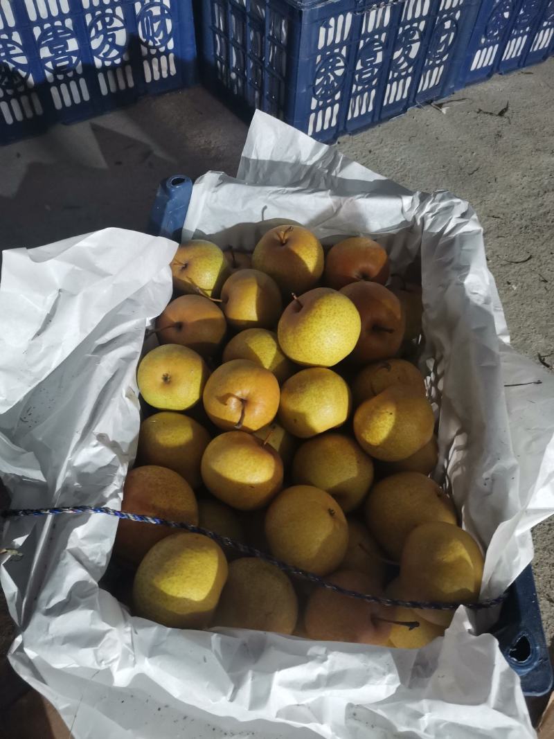 鞍山特产花盖梨酸甜可口皮薄多汁