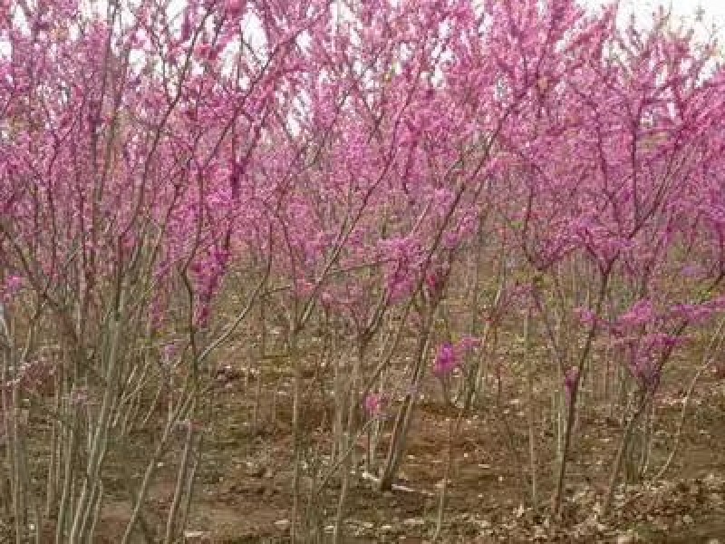 丛生紫荆2cm以下4cm以下2.5~3米