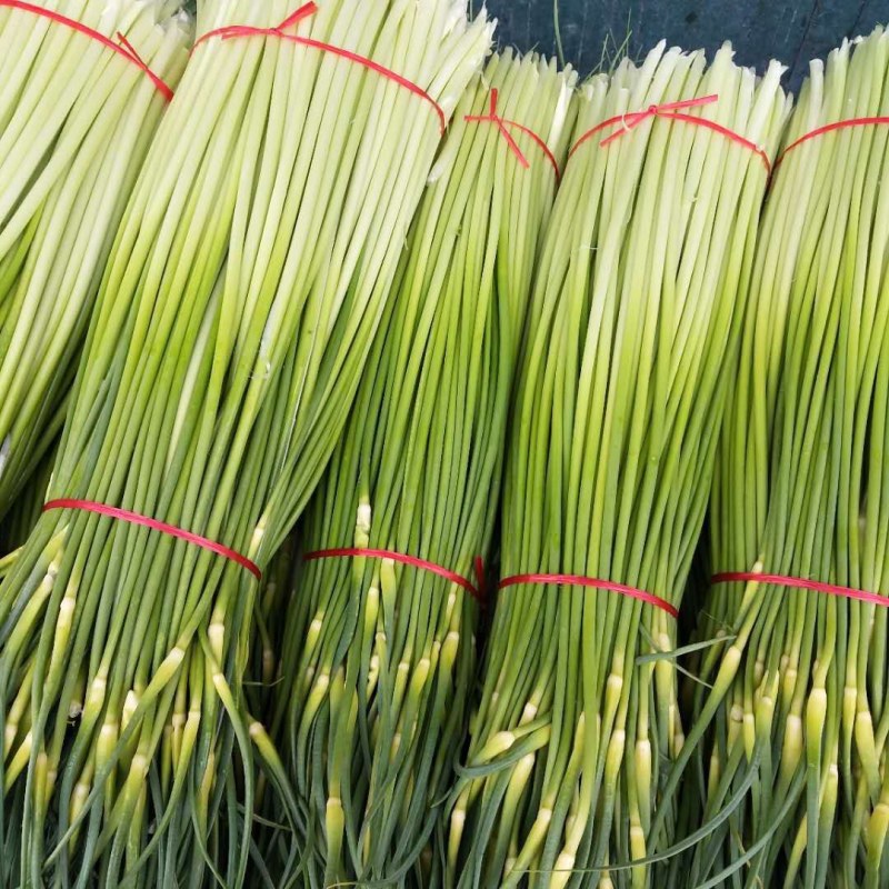 精品白帽蒜薹，长度80左右，代发全国市场，无泡水，干苔。