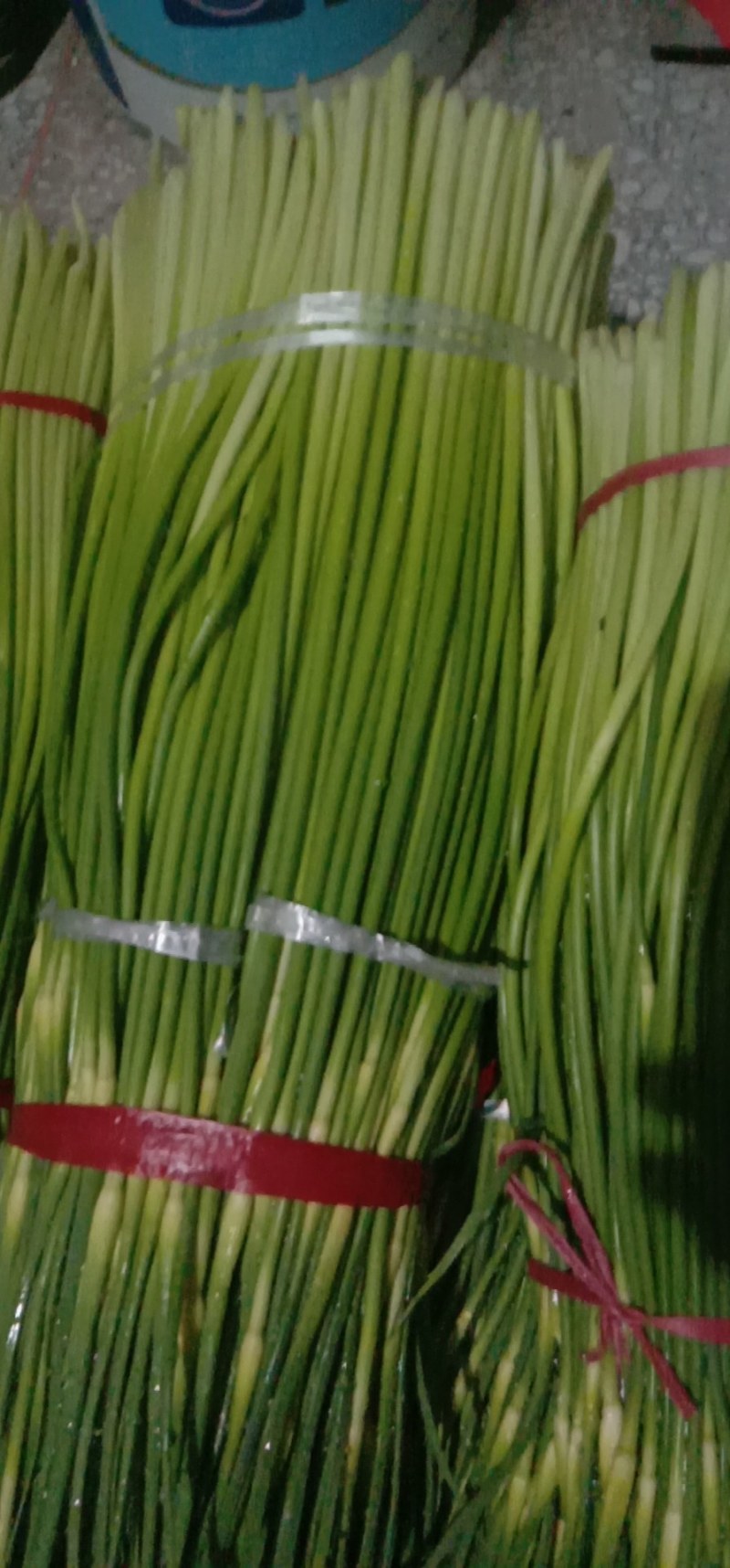 精品白帽蒜薹，长度80左右，代发全国市场，无泡水，干苔。