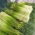 精品白帽蒜薹，长度80左右，代发全国市场，无泡水，干苔。