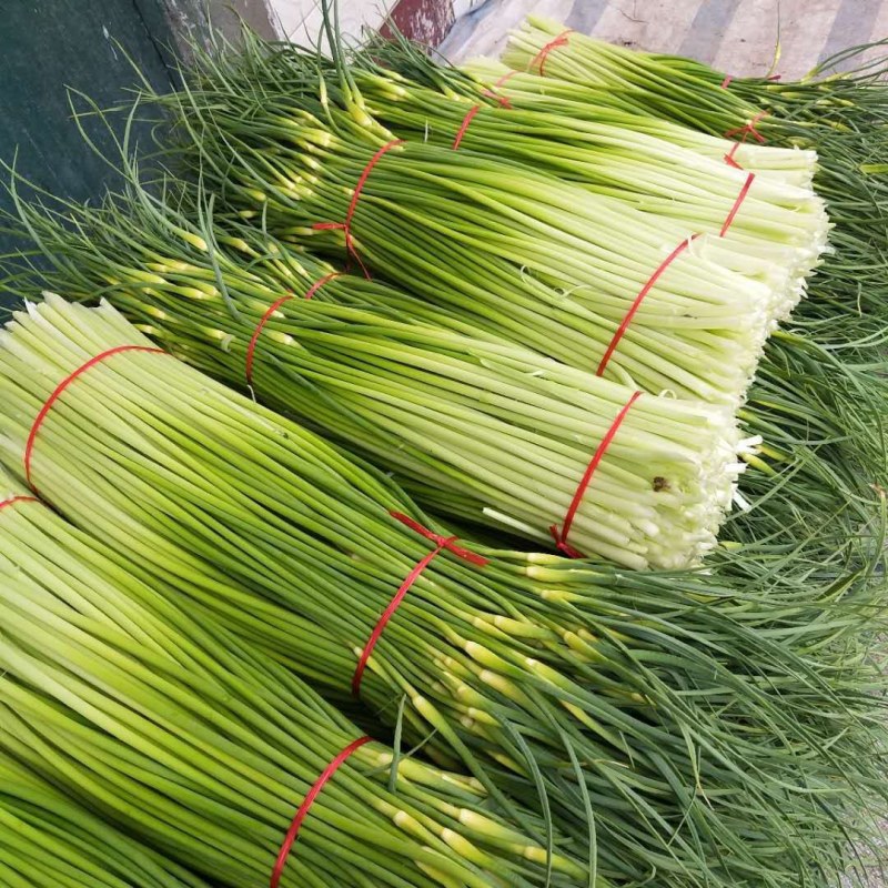 精品白帽蒜薹，长度80左右，代发全国市场，无泡水，干苔。