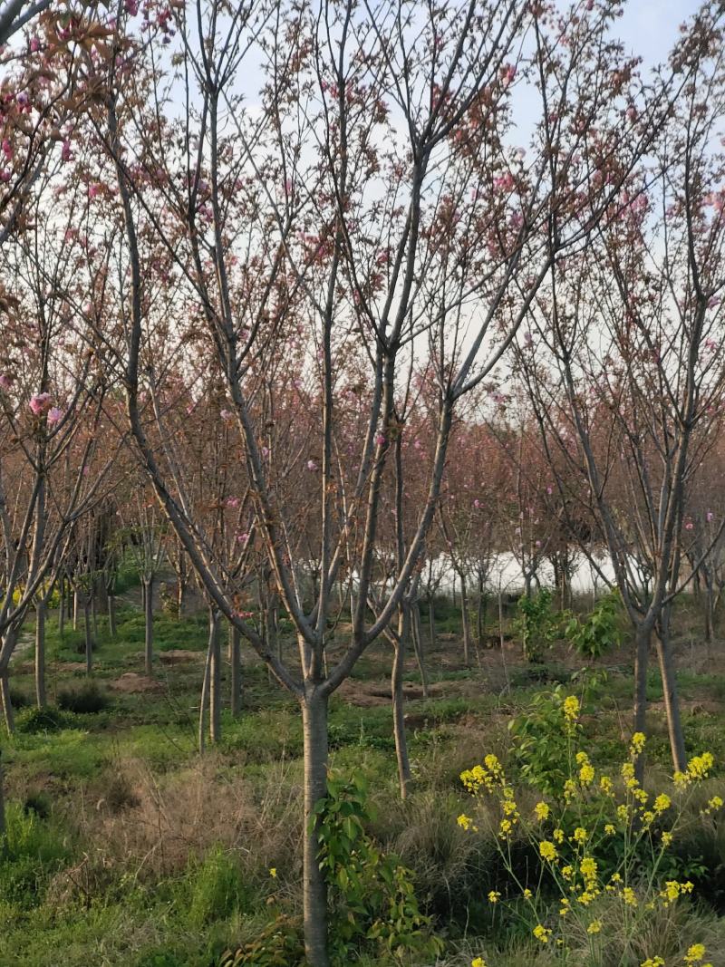 樱花，日本晚樱，苗圃常年出售各种规格的樱花