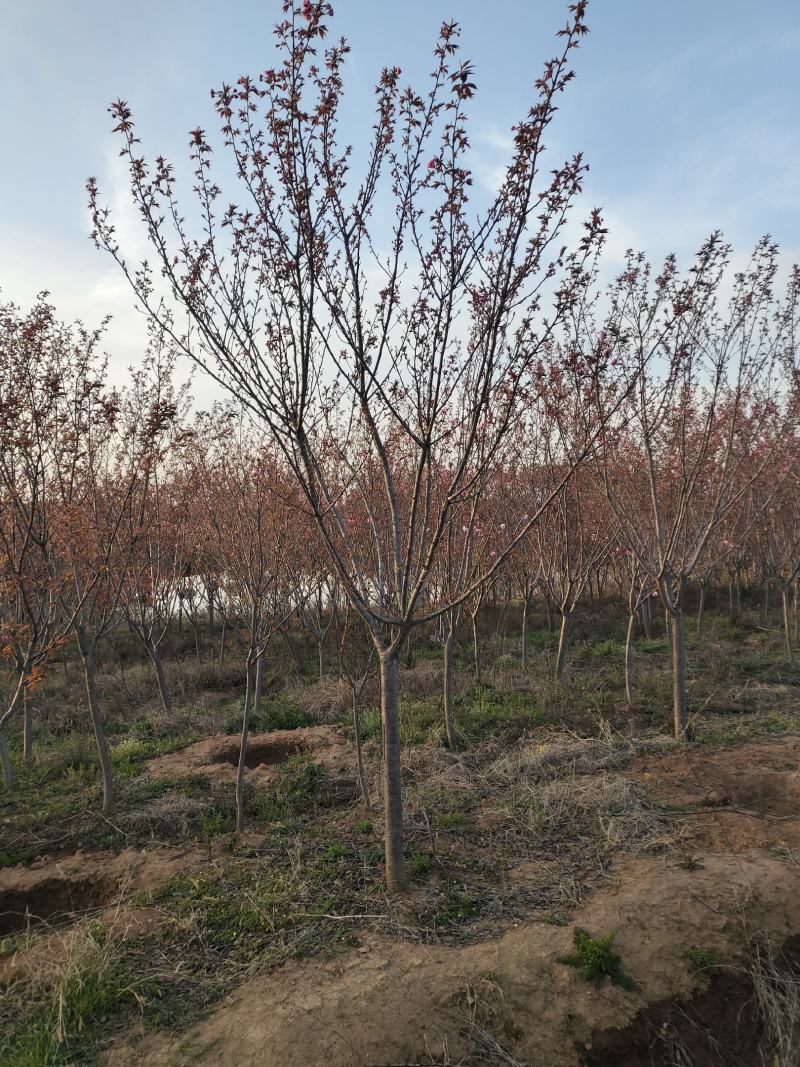 樱花，日本晚樱，苗圃常年出售各种规格的樱花