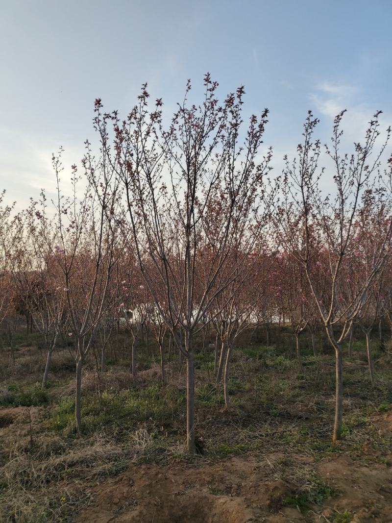 樱花，日本晚樱，苗圃常年出售各种规格的樱花