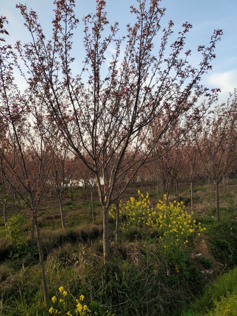 樱花，日本晚樱，苗圃常年出售各种规格的樱花