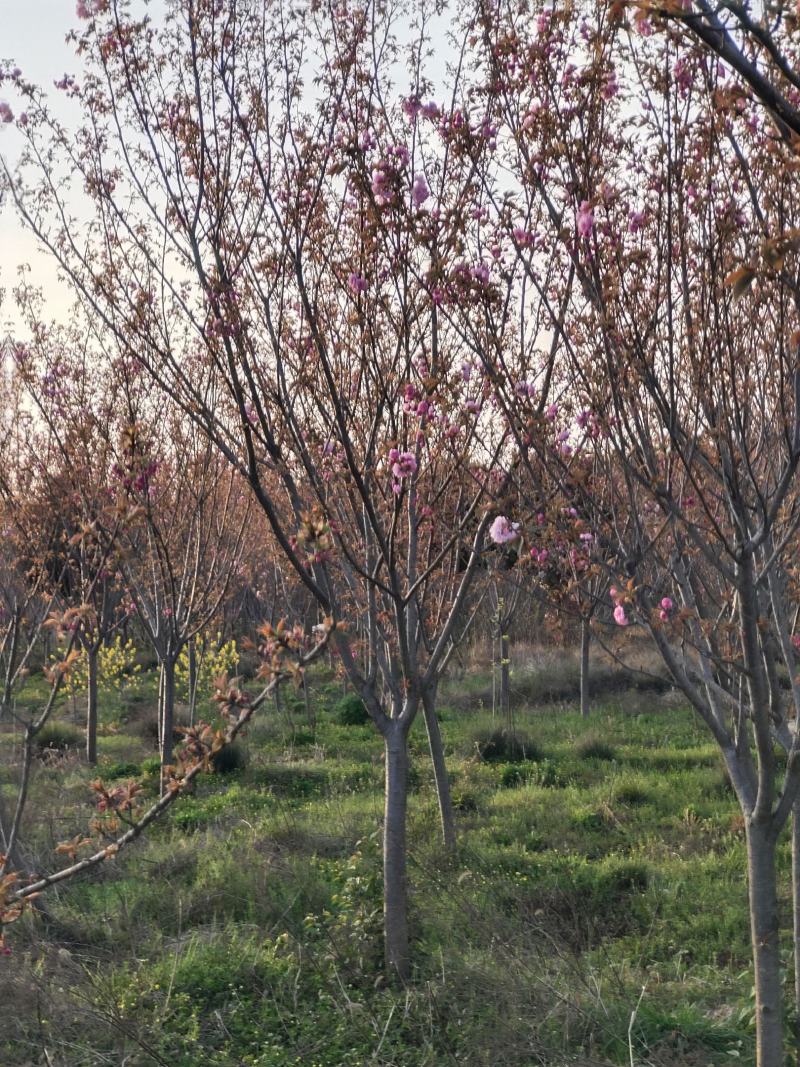 樱花，日本晚樱，苗圃常年出售各种规格的樱花