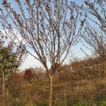 樱花，日本晚樱，苗圃常年出售各种规格的樱花