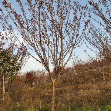 樱花，日本晚樱，苗圃常年出售各种规格的樱花