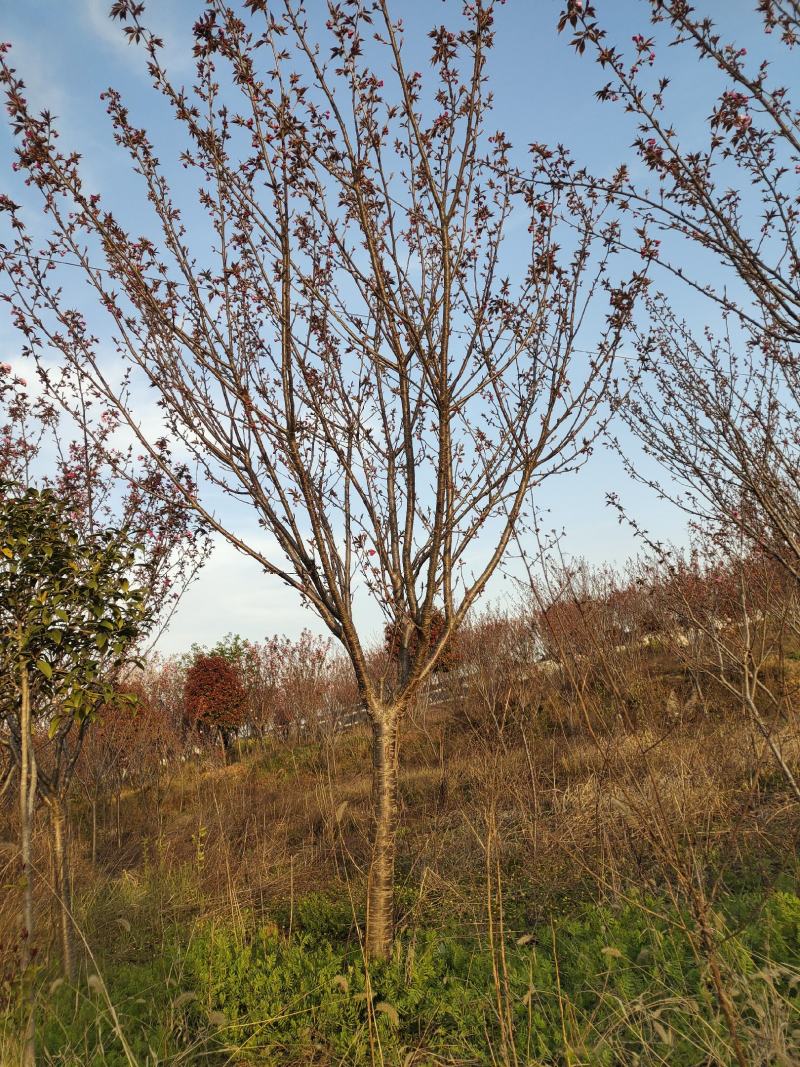 樱花，日本晚樱，苗圃常年出售各种规格的樱花