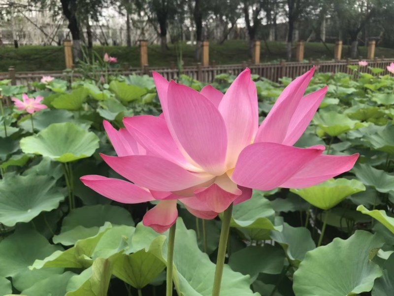 荷花，野生荷花（古代红莲）花期长颜色鲜艳，提供技术包成活