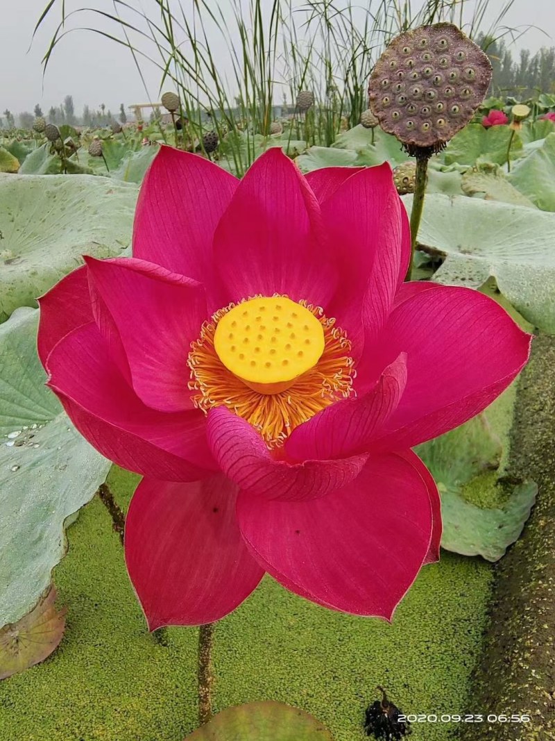 荷花，野生荷花（古代红莲）花期长颜色鲜艳，提供技术包成活