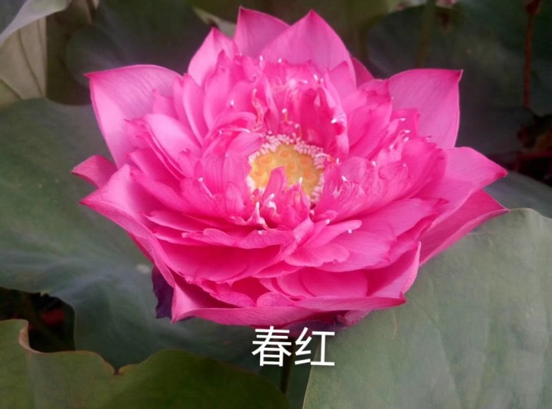 荷花，野生荷花（古代红莲）花期长颜色鲜艳，提供技术包成活