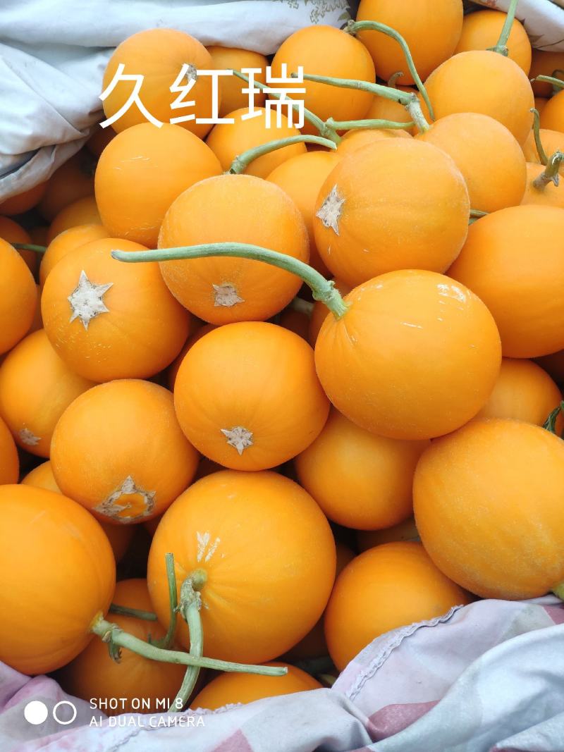 甜瓜瑞红甜瓜应季久红瑞甜瓜香瓜黄河蜜黄金瓜