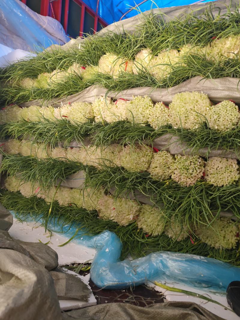 徐州蒜薹大量上市了需要的联系我