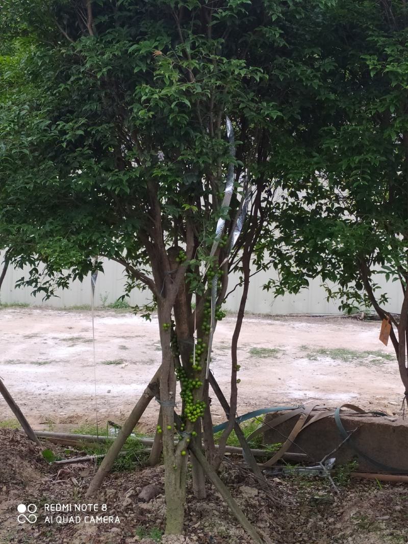 嘉宝果十年结果树便宜清场价快来