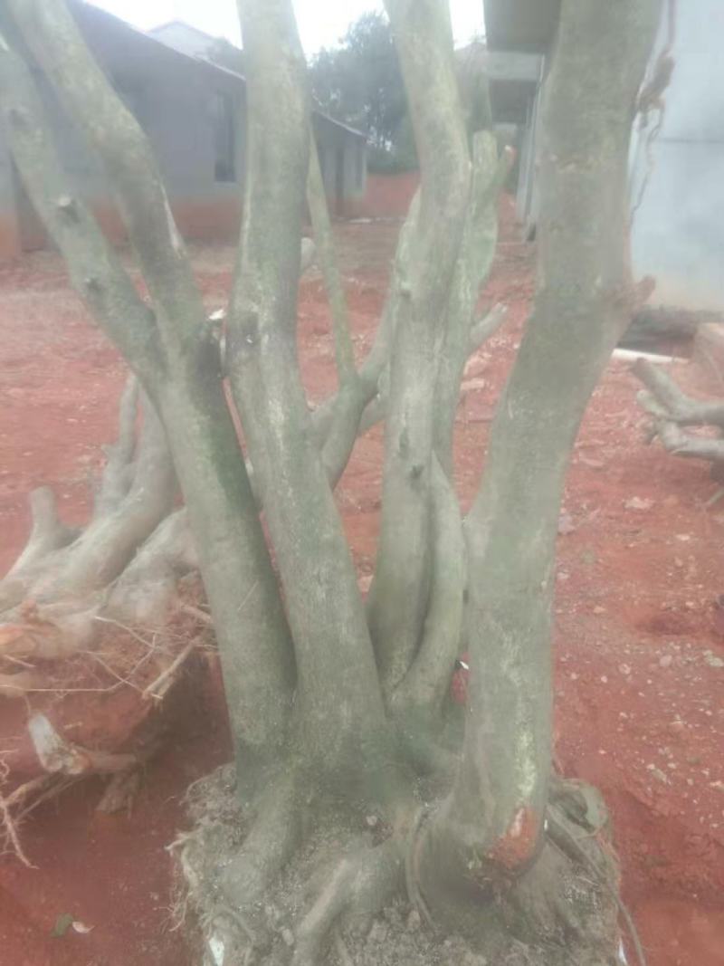 精品各类形态大小枸骨树长期供应