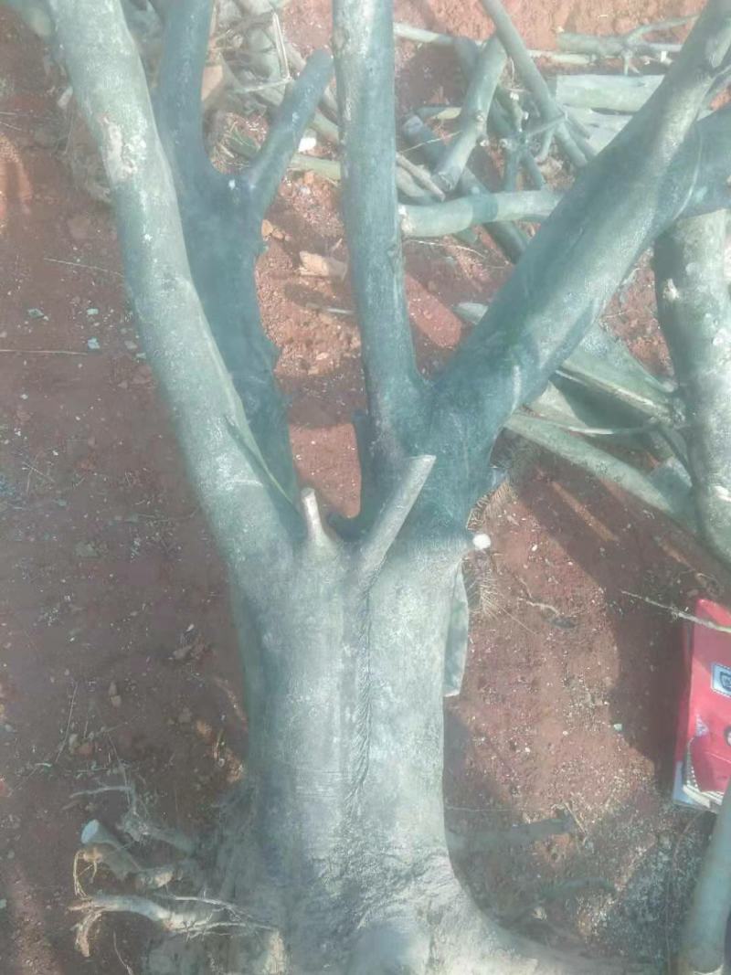 精品各类形态大小枸骨树长期供应