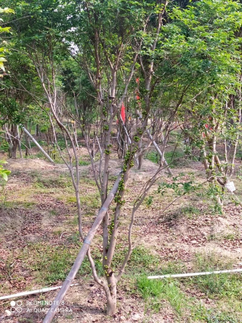 嘉宝果十年结果树便宜清场价快来