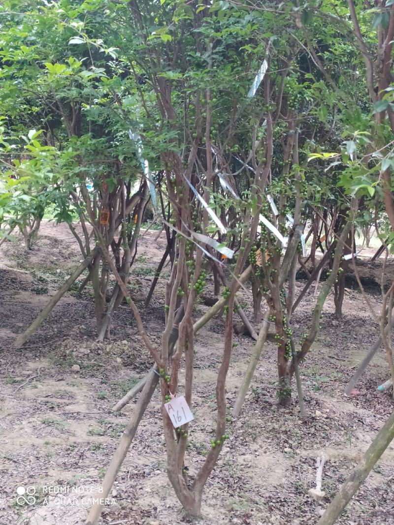 嘉宝果十年结果树便宜清场价快来