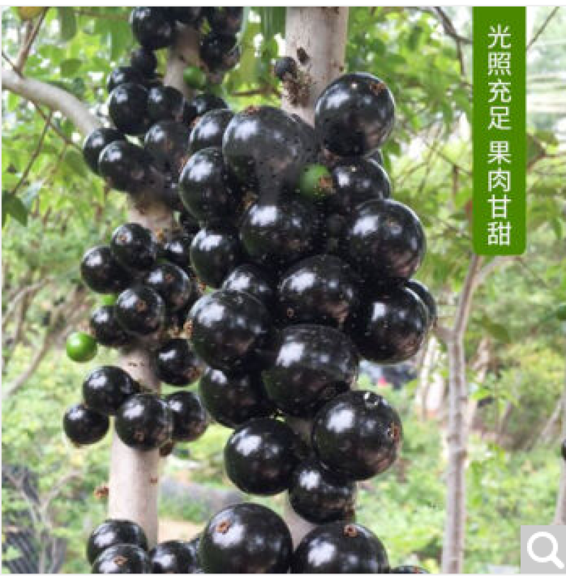 嘉宝果粒粒精选新鲜采摘基地直销价格优惠