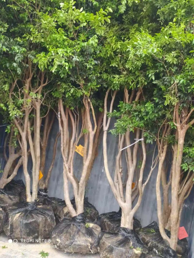 嘉宝果十年结果树基地一手货源直销