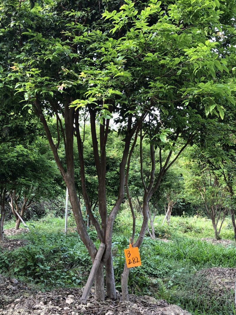嘉宝果十年结果树基地一手货源直销