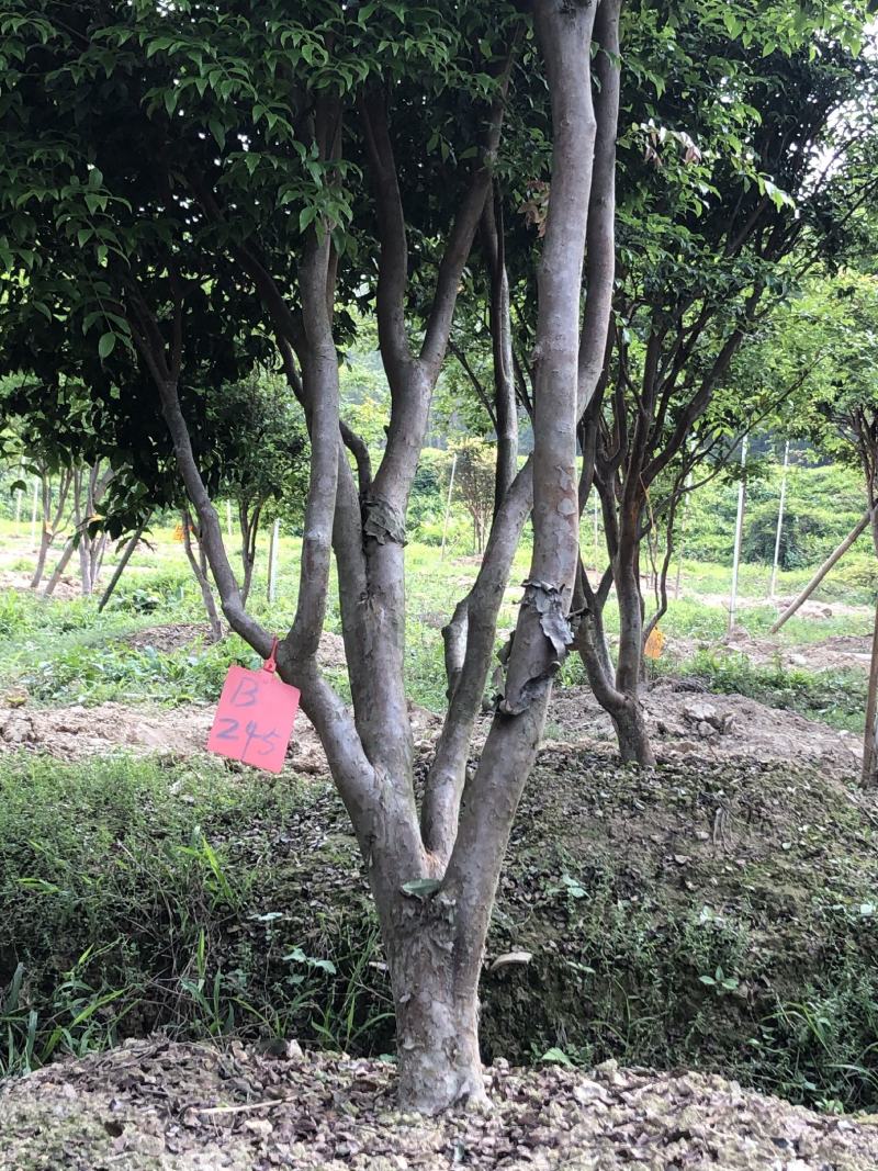 嘉宝果十年结果树基地一手货源直销