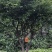 嘉宝果十年结果树基地一手货源直销