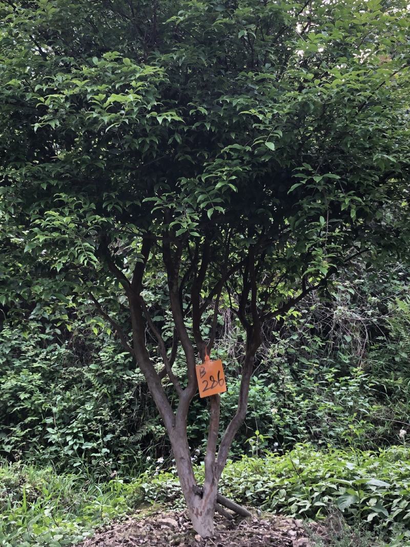 嘉宝果十年结果树基地一手货源直销