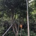 嘉宝果十年结果树基地一手货源直销
