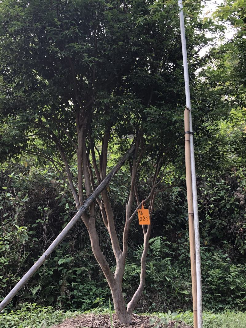 嘉宝果十年结果树基地一手货源直销