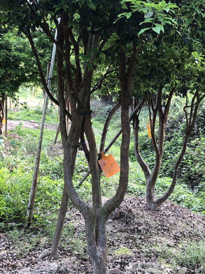 嘉宝果十年结果树基地一手货源直销