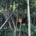 嘉宝果十年结果树基地一手货源直销