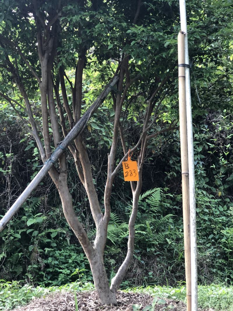 嘉宝果十年结果树基地一手货源直销