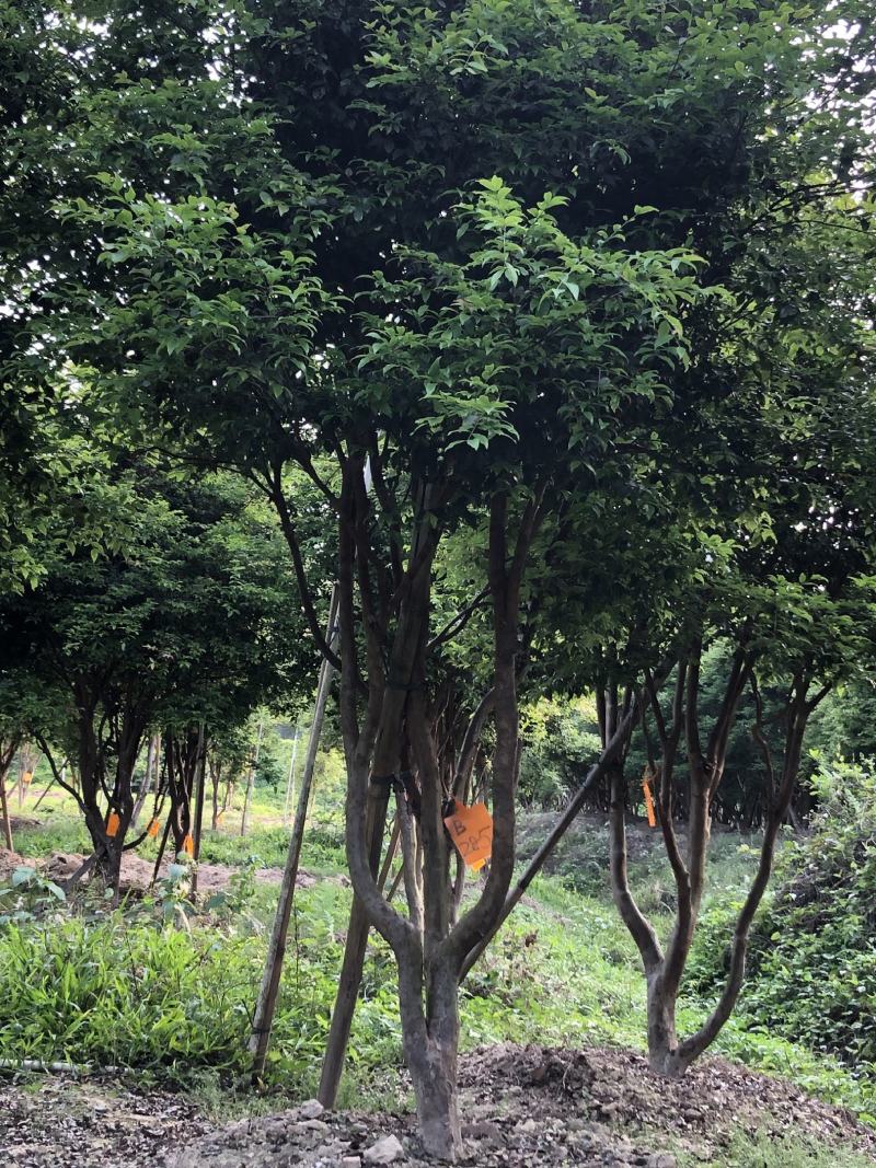 嘉宝果十年结果树基地一手货源直销