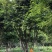 嘉宝果十年结果树基地一手货源直销