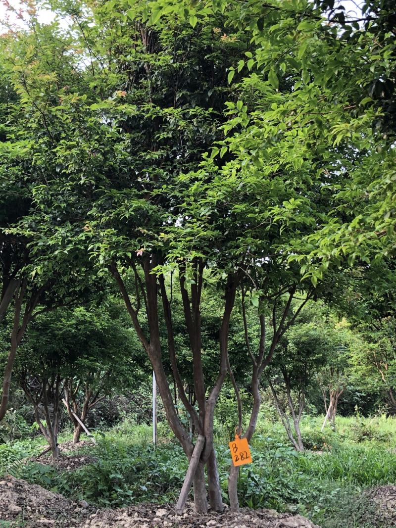 嘉宝果十年结果树基地一手货源直销