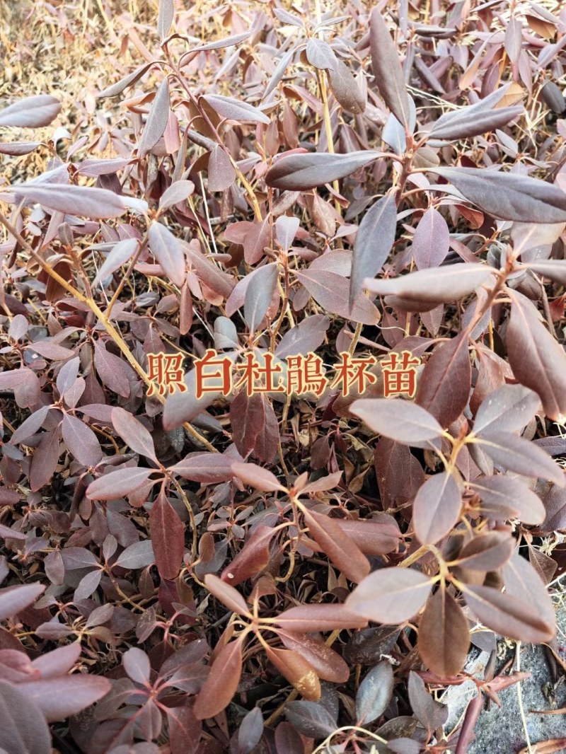 【精选】照山白杜鹃两年杯苗子，一手货源，欢迎各位老板选购