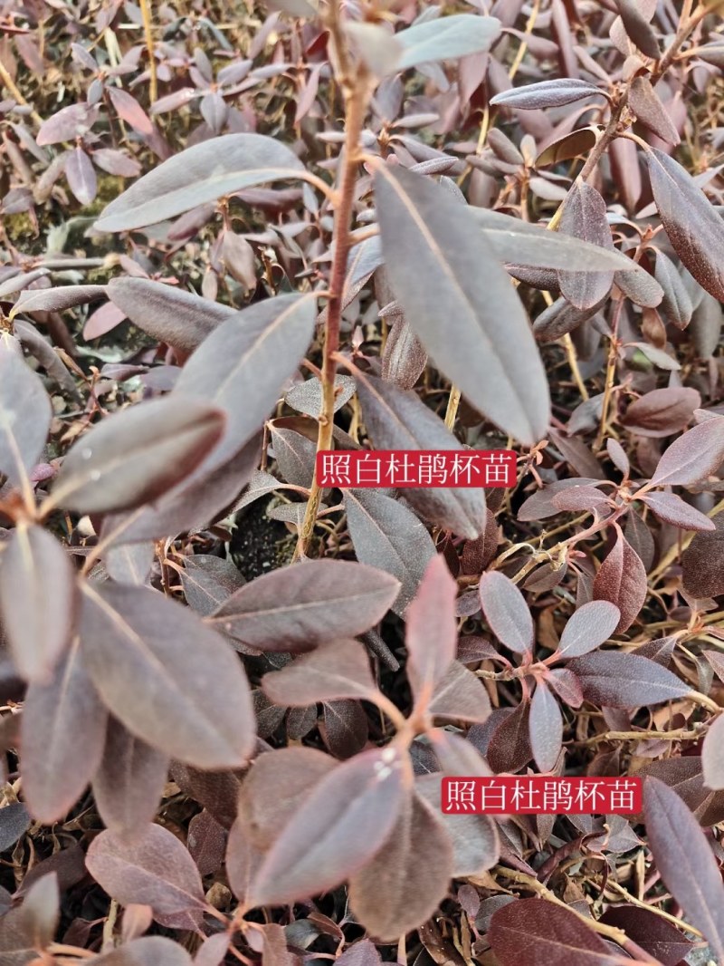 【精选】照山白杜鹃两年杯苗子，一手货源，欢迎各位老板选购