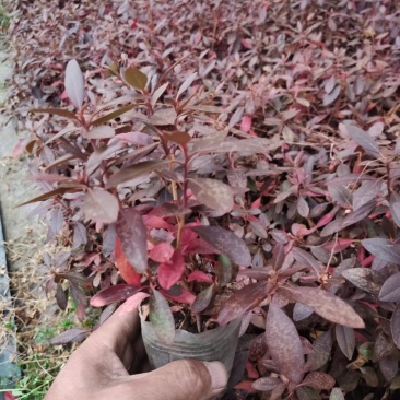 【精选】照山白杜鹃两年杯苗子，一手货源，欢迎各位老板选购