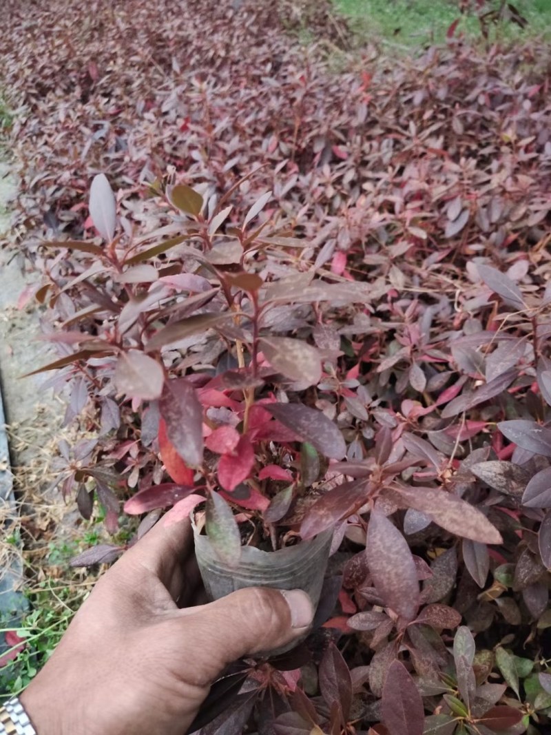 【精选】照山白杜鹃两年杯苗子，一手货源，欢迎各位老板选购