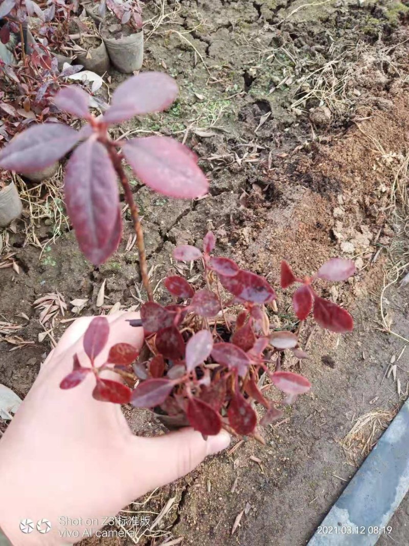 【精选】照山白杜鹃两年杯苗子，一手货源，欢迎各位老板选购