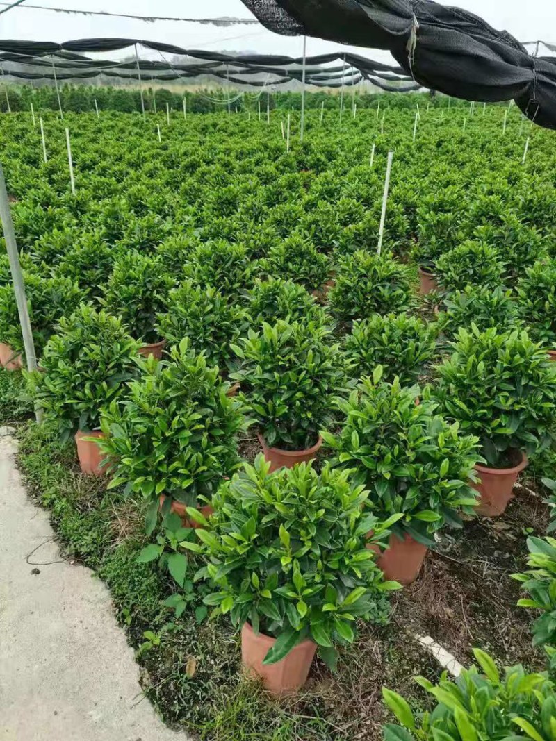 35盆非洲茉莉盆上60-70高度！球形，开平，批发，基地